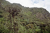 Along the Inca trail we find the highest cloud forest in Peru